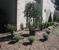 Landscaping & Plantings