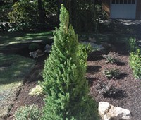 Landscaping & Plantings